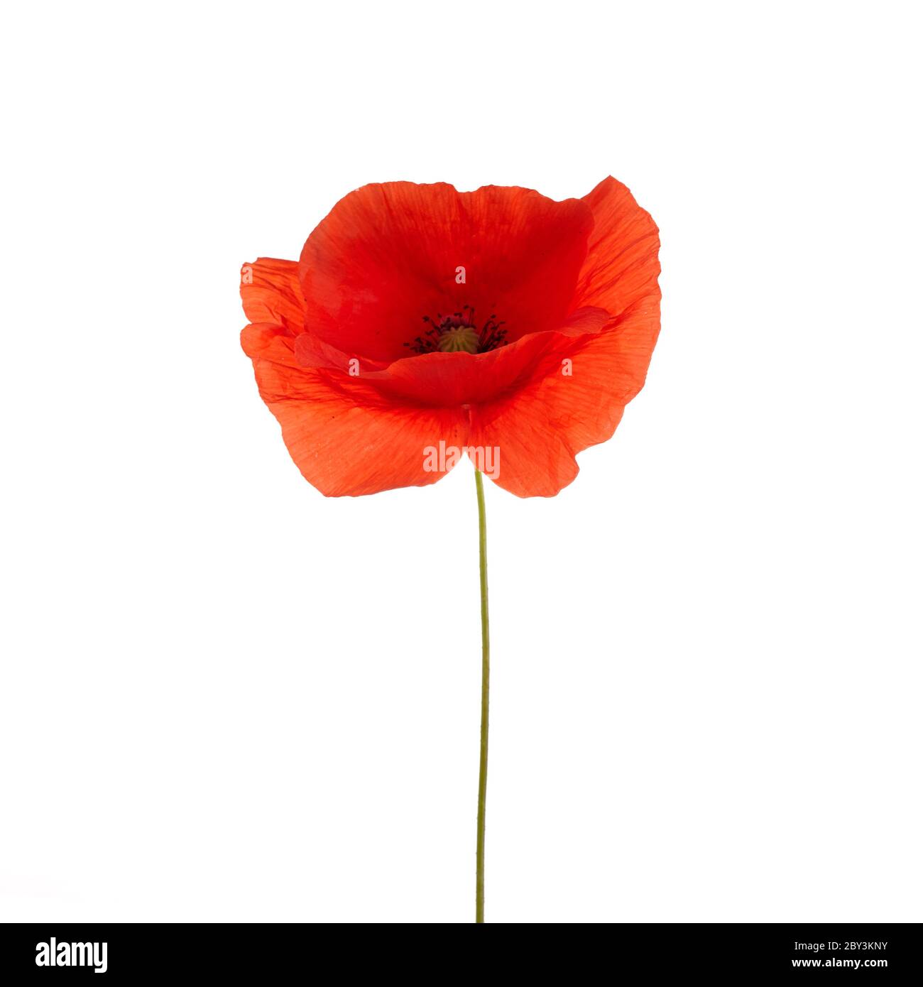 Coquelicot isolé sur fond blanc. Fleur sauvage de printemps. Banque D'Images