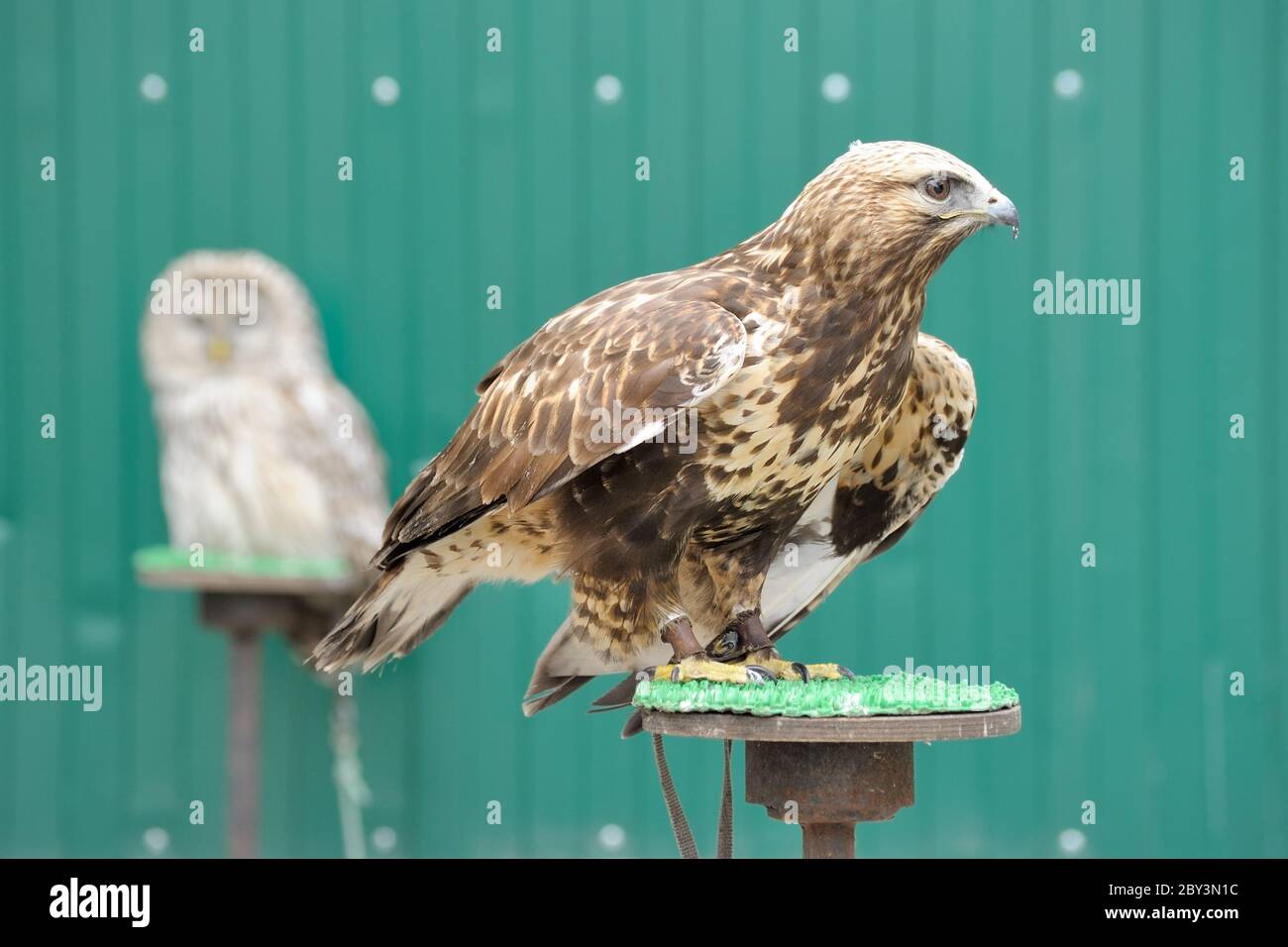 Aigle d’or Banque D'Images