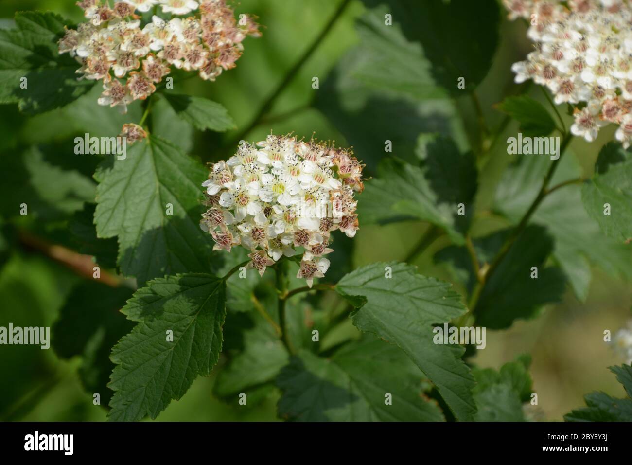 gros plan de l'écorce de l'écorce de l'écorce de l'écorce commune en fleurs au début de l'été, également appelée physocarpus opulifolius Banque D'Images