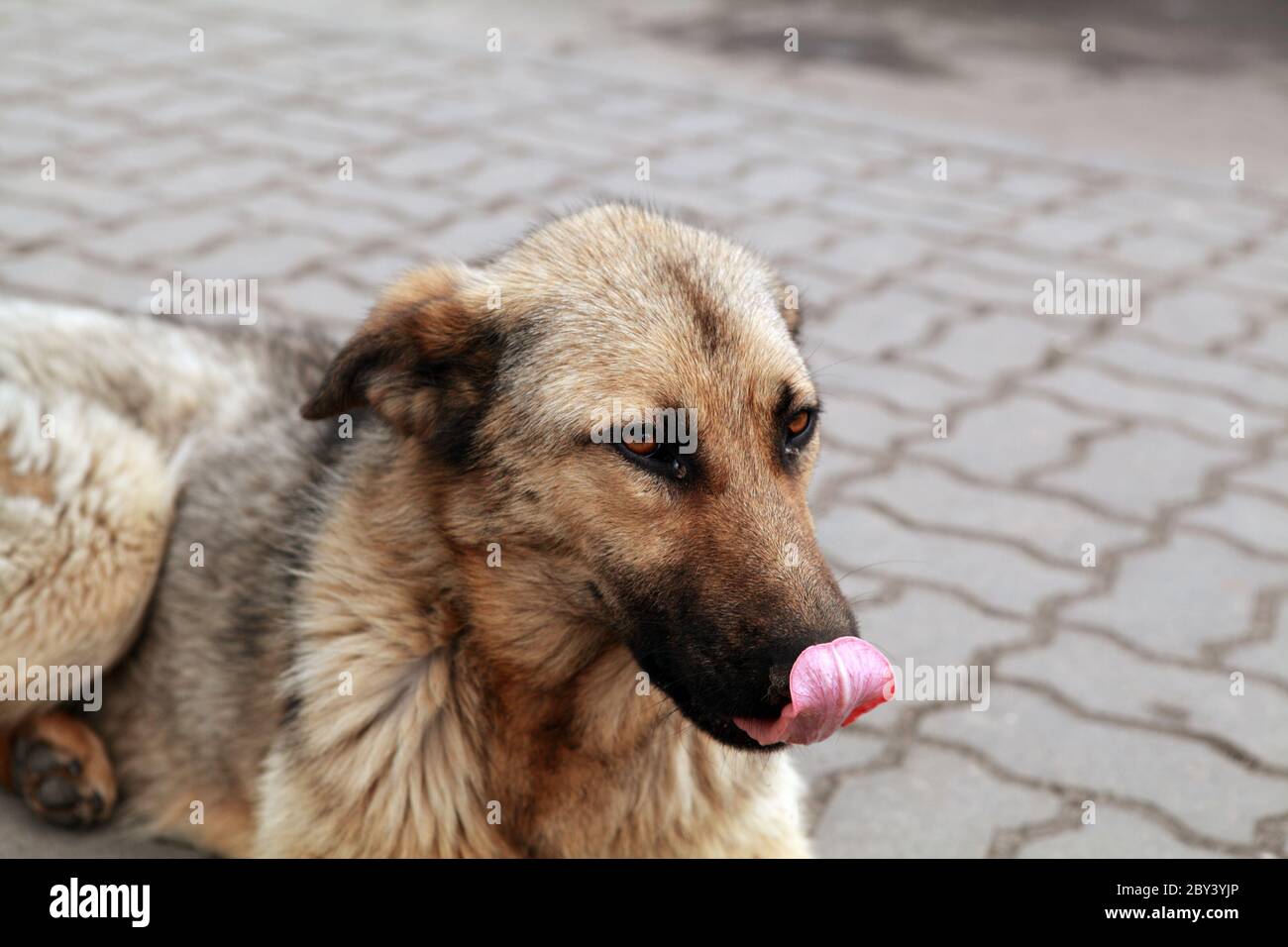 chien sans abri Banque D'Images