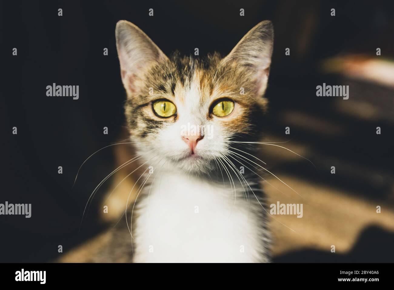Un joli petit chat domestique aux yeux dorés et aux longs whiskers regarde l'appareil photo avec une douce expression. Portrait d'un beau jeune chat à l'intérieur. Banque D'Images