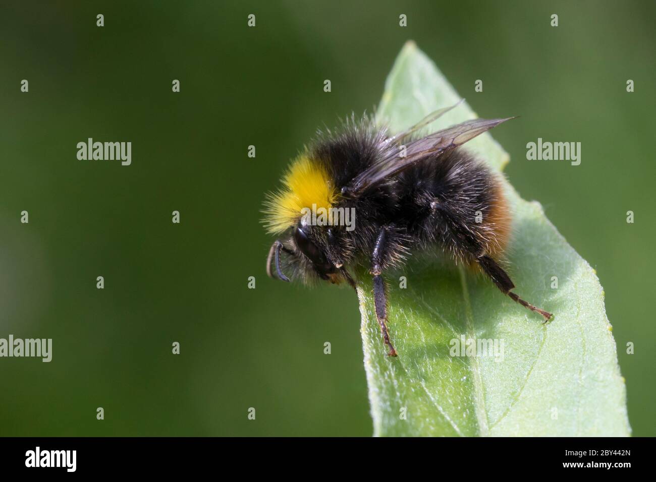 Wiesenhummel, Wiesen-Hummel, Hummel, Bombus pratorum, Pyrobombus pratorum, abeille précoce, abeille précoce, abeille précoce, bourdon des Banque D'Images