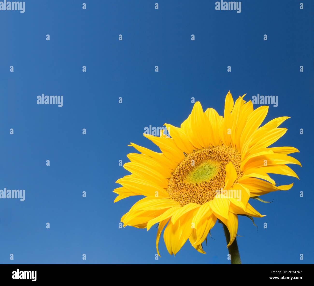 tournesol sur fond bleu ciel profond Banque D'Images