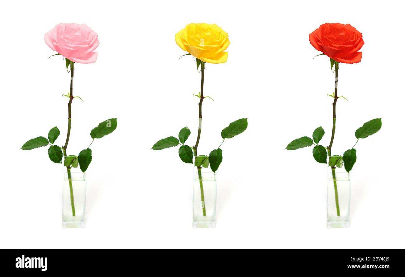 rose simple dans vase - options de couleur Banque D'Images