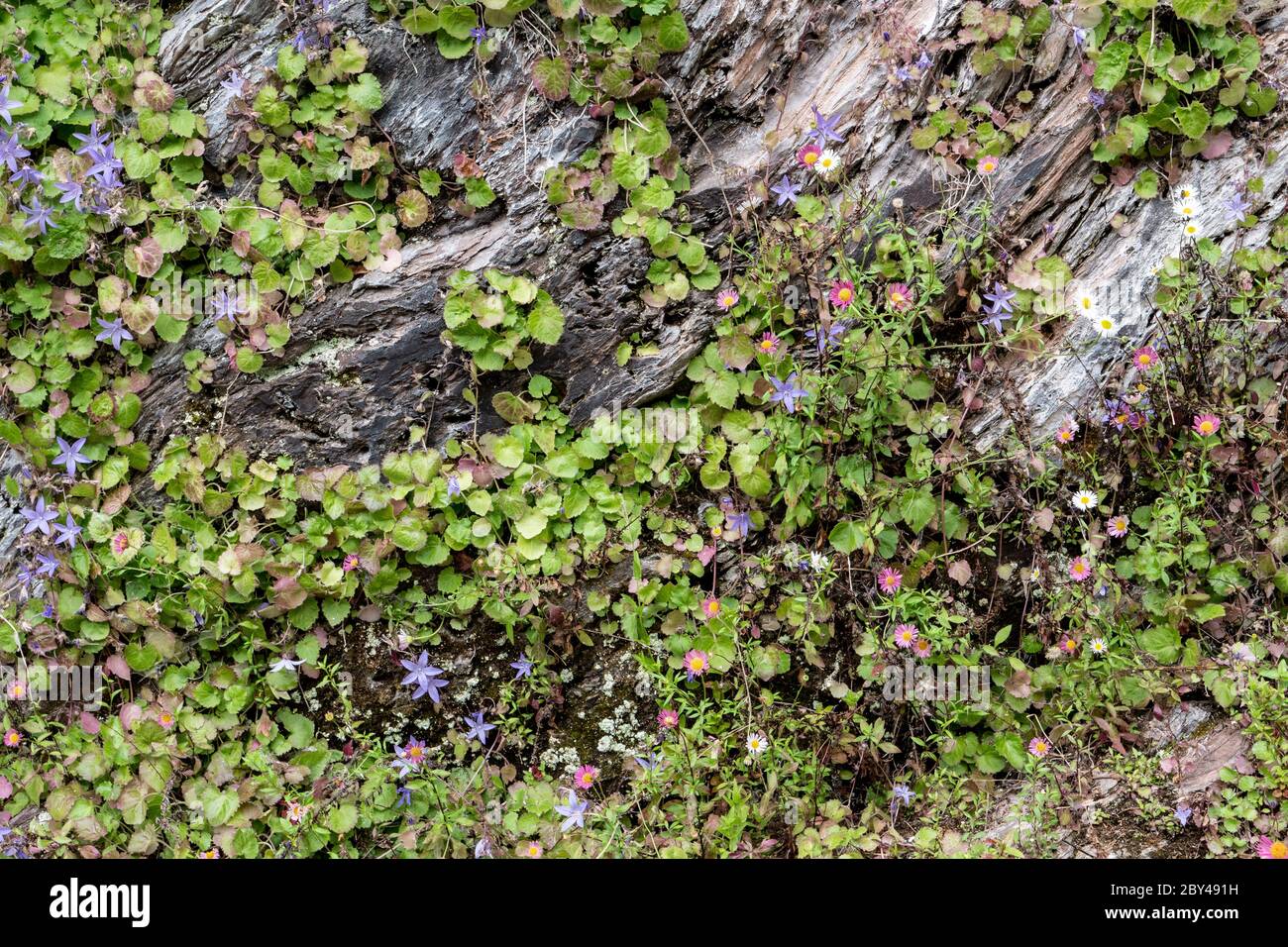 Plantes de suceur florissantes poussant dans un mur. Banque D'Images