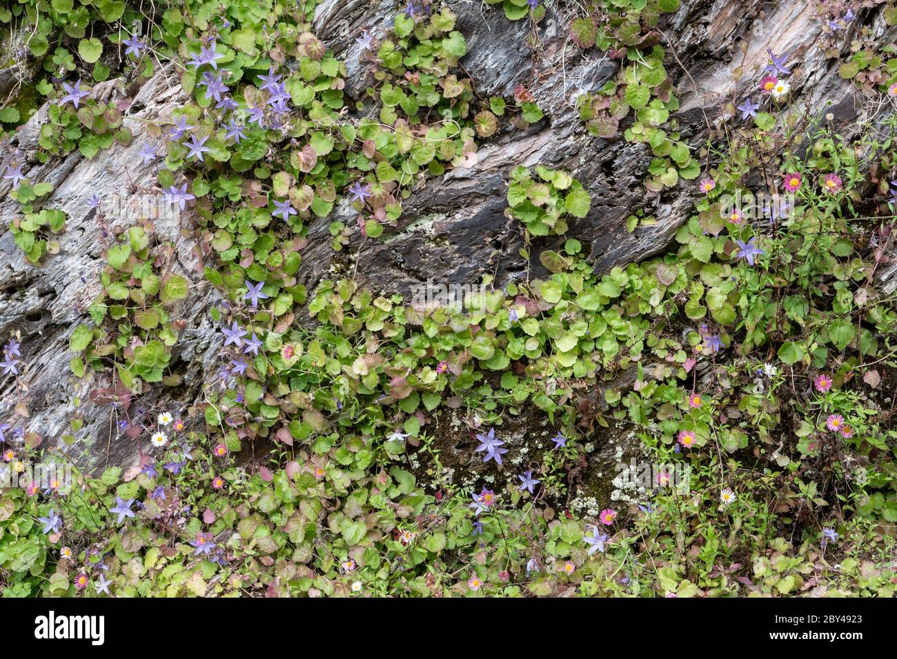 Plantes de suceur florissantes poussant dans un mur. Banque D'Images