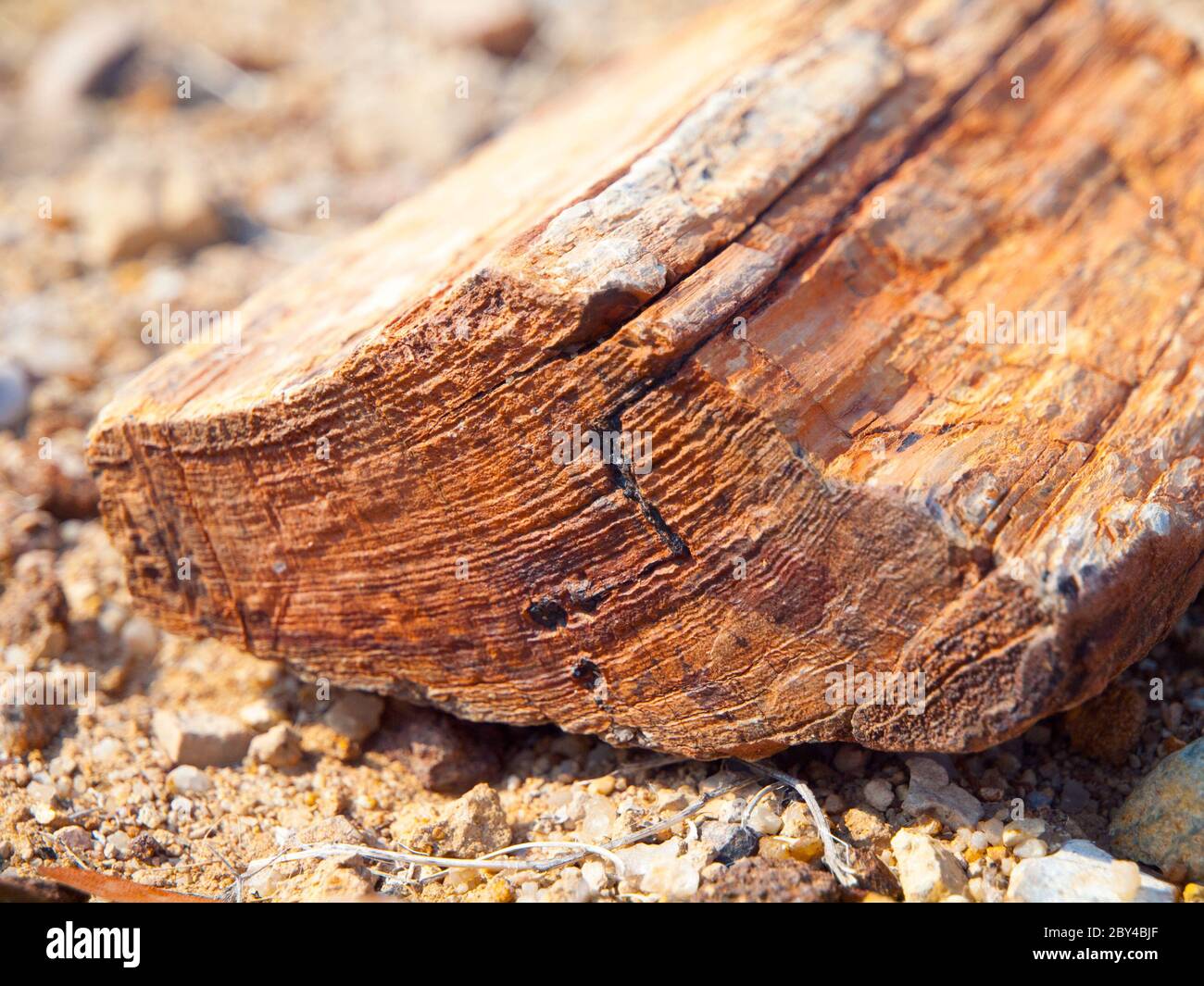 Un morceau de bois pétrifié, forêt pétrifiée à Damaraland, Namibie, Afrique. Banque D'Images
