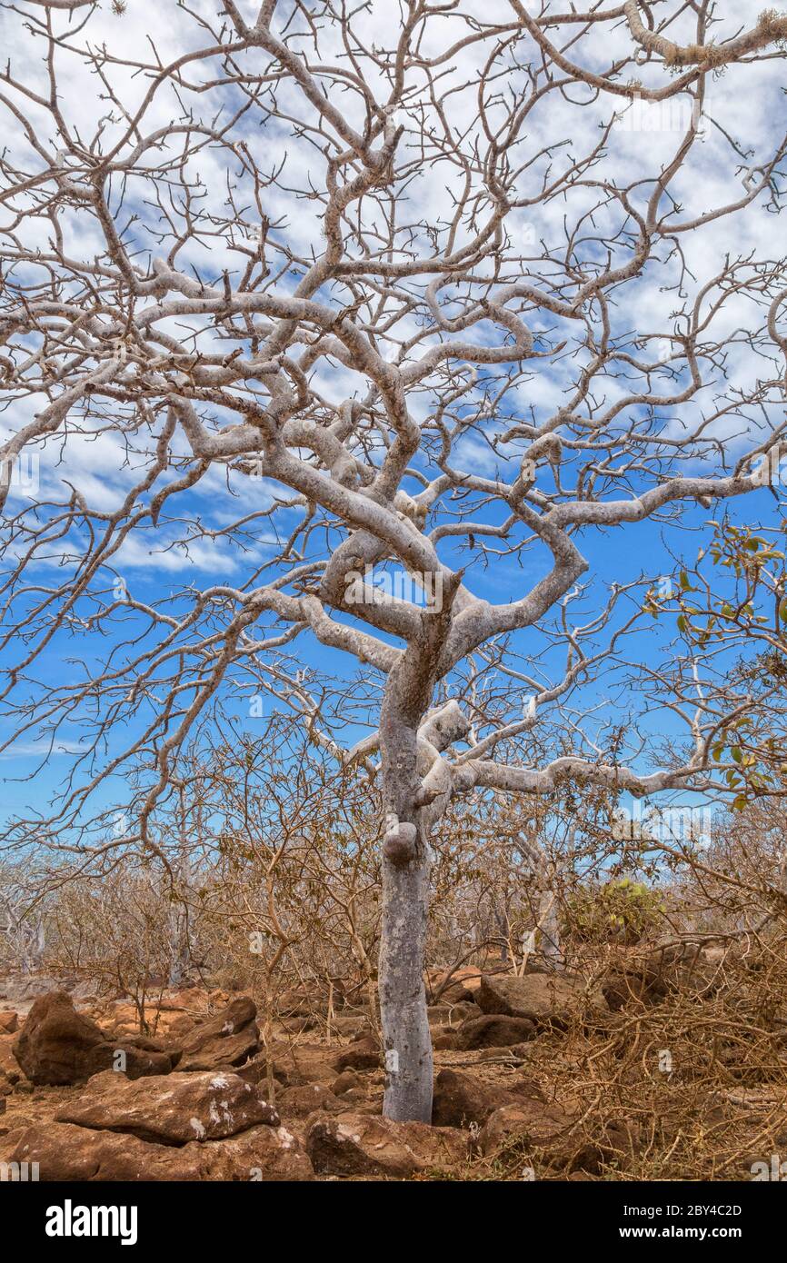 Animal dans l'île de Galapagos Banque D'Images