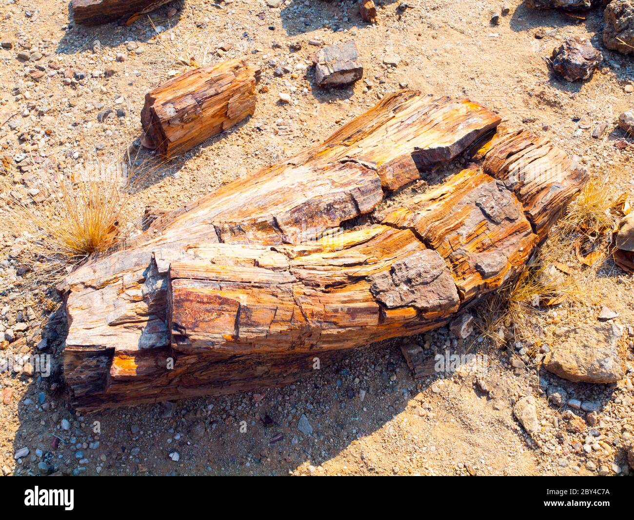 Un morceau de bois pétrifié, forêt pétrifiée à Damaraland, Namibie, Afrique. Banque D'Images