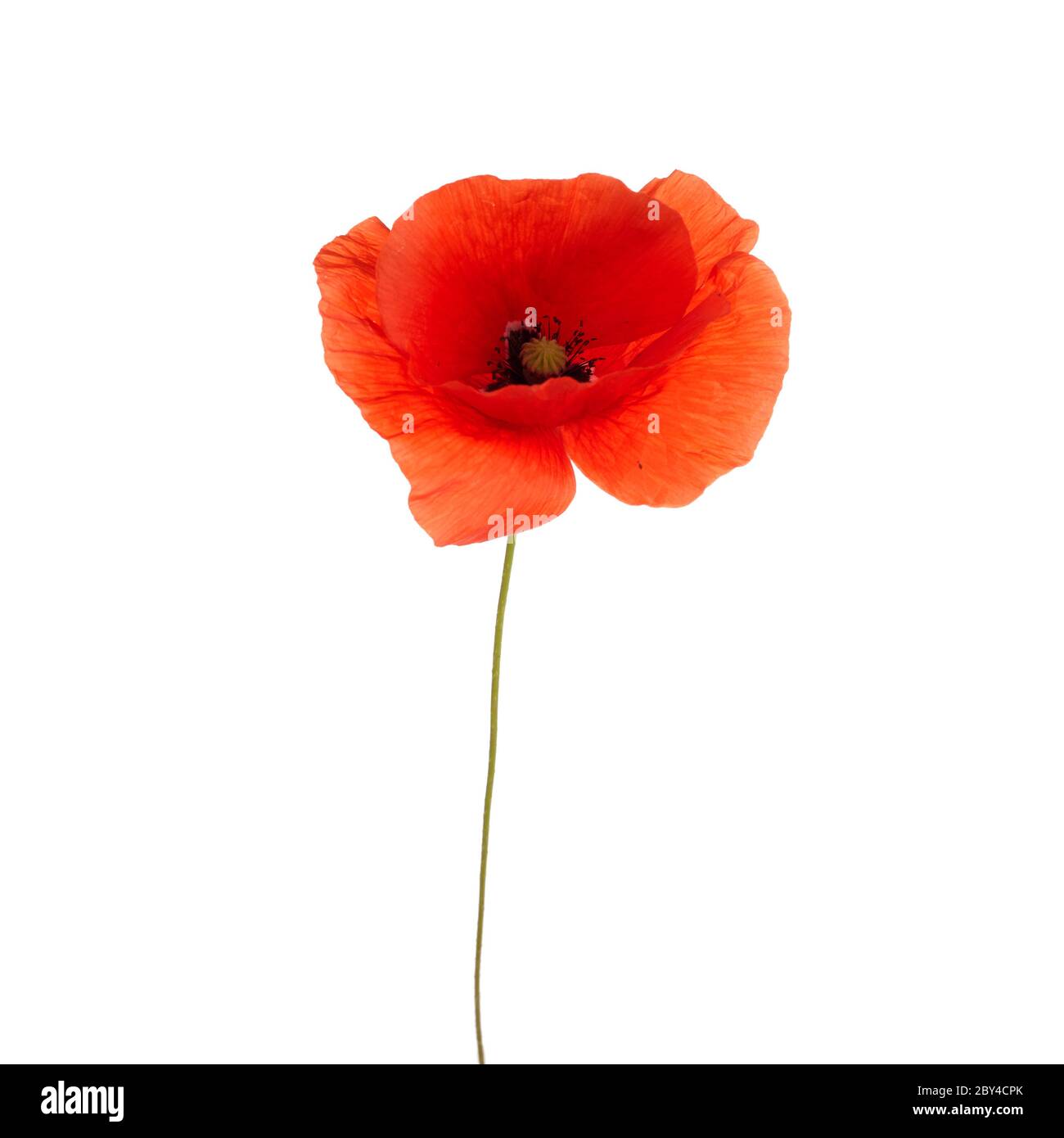 Coquelicot isolé sur fond blanc. Fleur sauvage de printemps. Banque D'Images