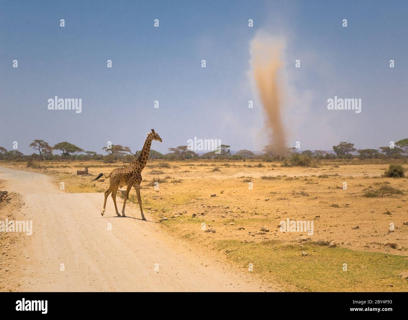Girafe et tempête de sable dans le parc national Amboseli, Kenya Banque D'Images