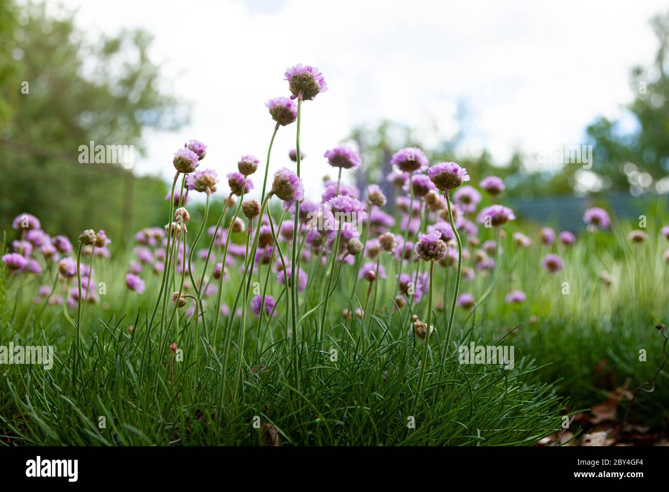 Fleurs violettes dans le jardin. L'oignon, ou ciboulette, est une plante herbacée vivace dont le nom latin est Allium schoenoprasum. Banque D'Images