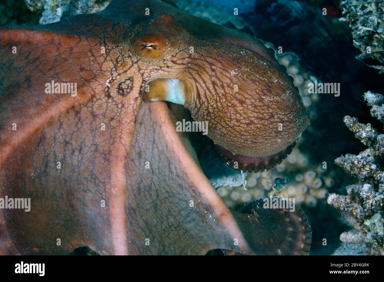 Poulpe Dans L Habitat Naturel Banque D Image Et Photos Alamy