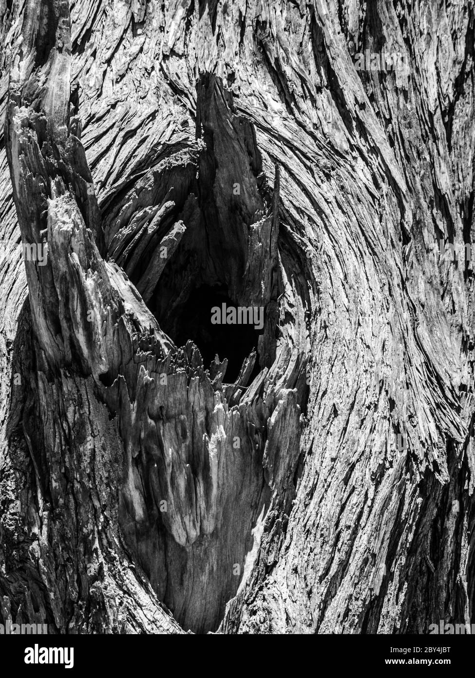 Nœud de vieux arbre sec (texture en bois) Banque D'Images