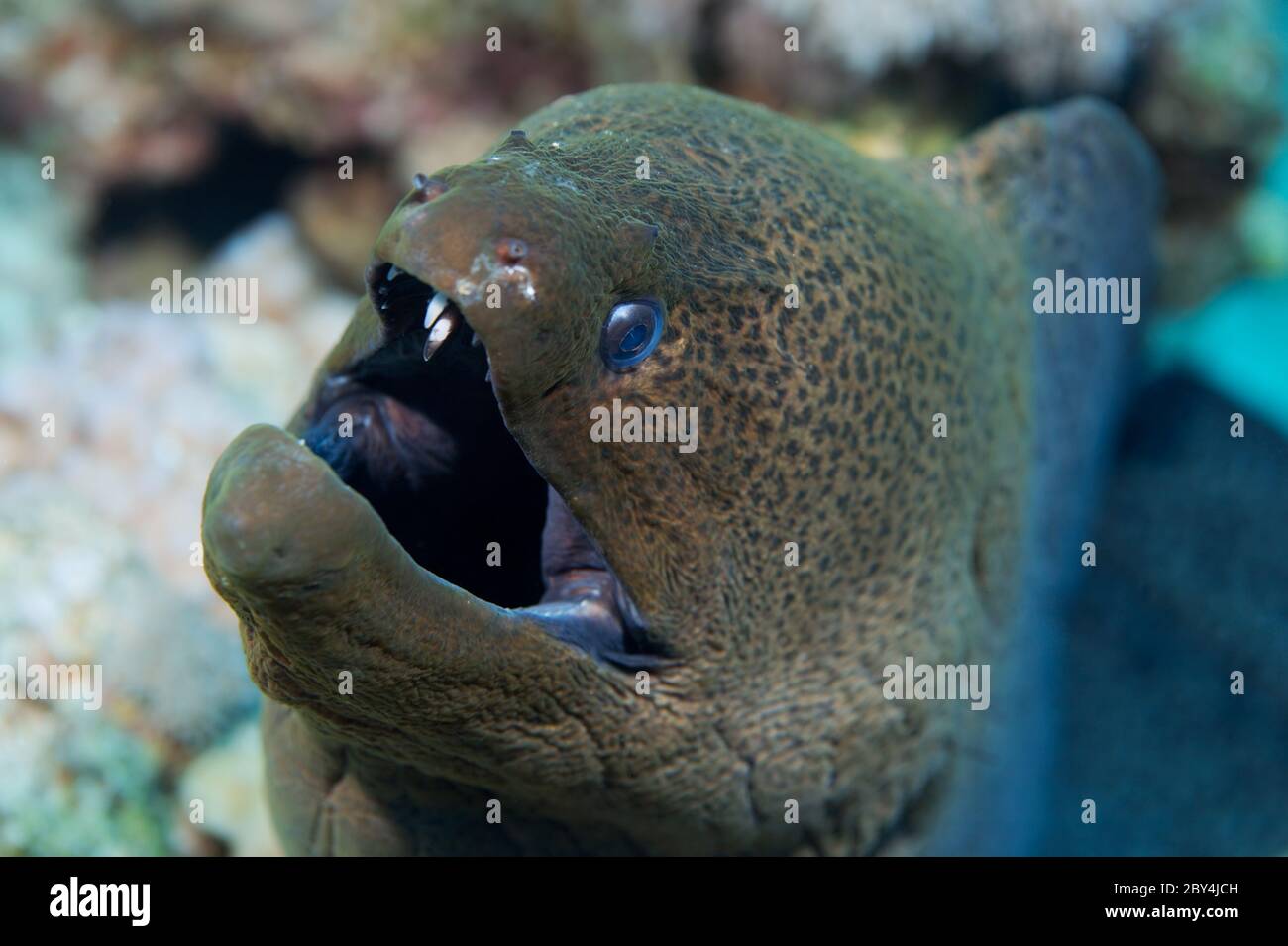 Portrait d'une anguille géante (Gymnothorax javanicus) reposant à bouche ouverte. Banque D'Images