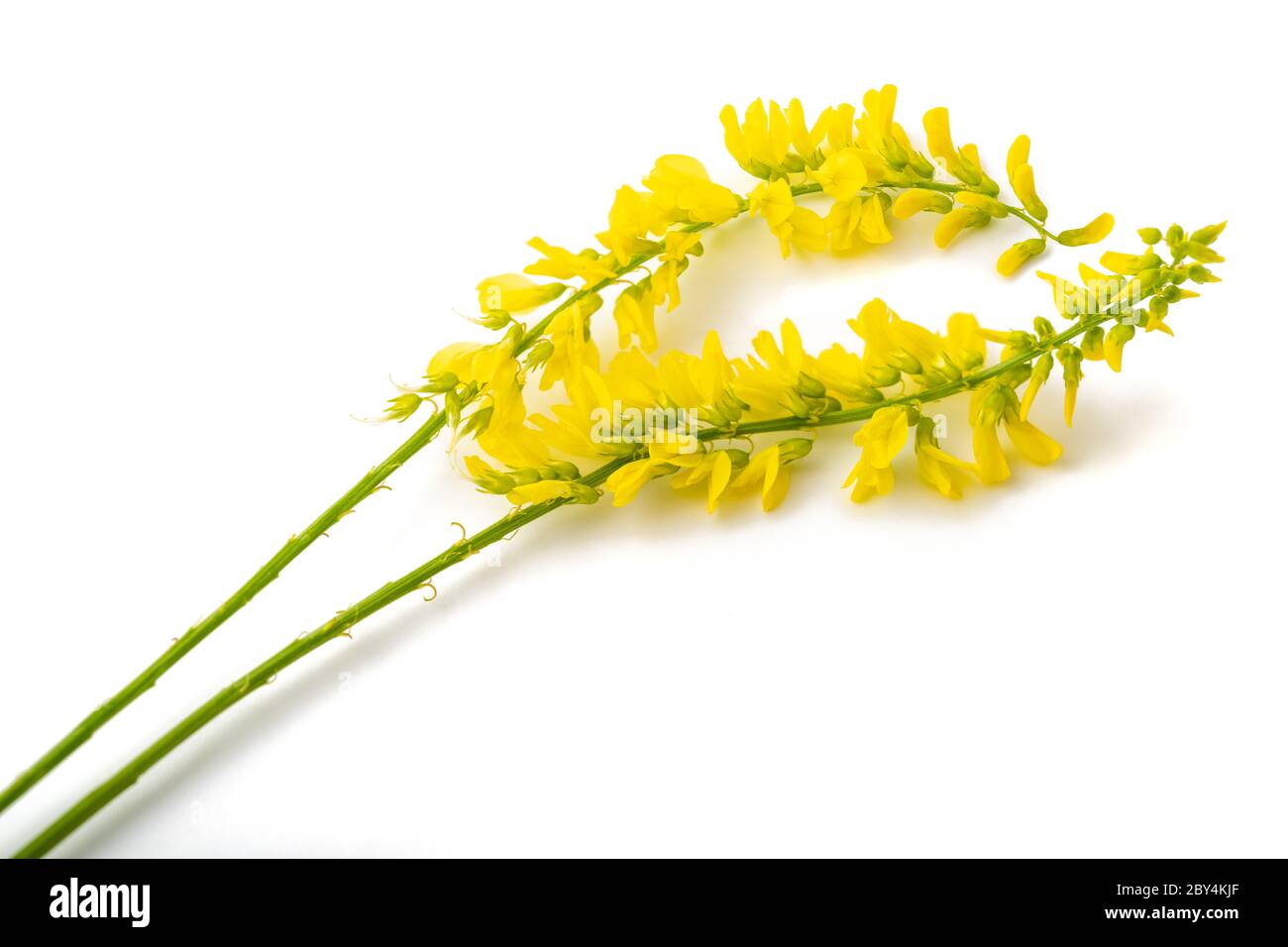 (Melilotus officinalis mélilot jaune) isolated on white Banque D'Images