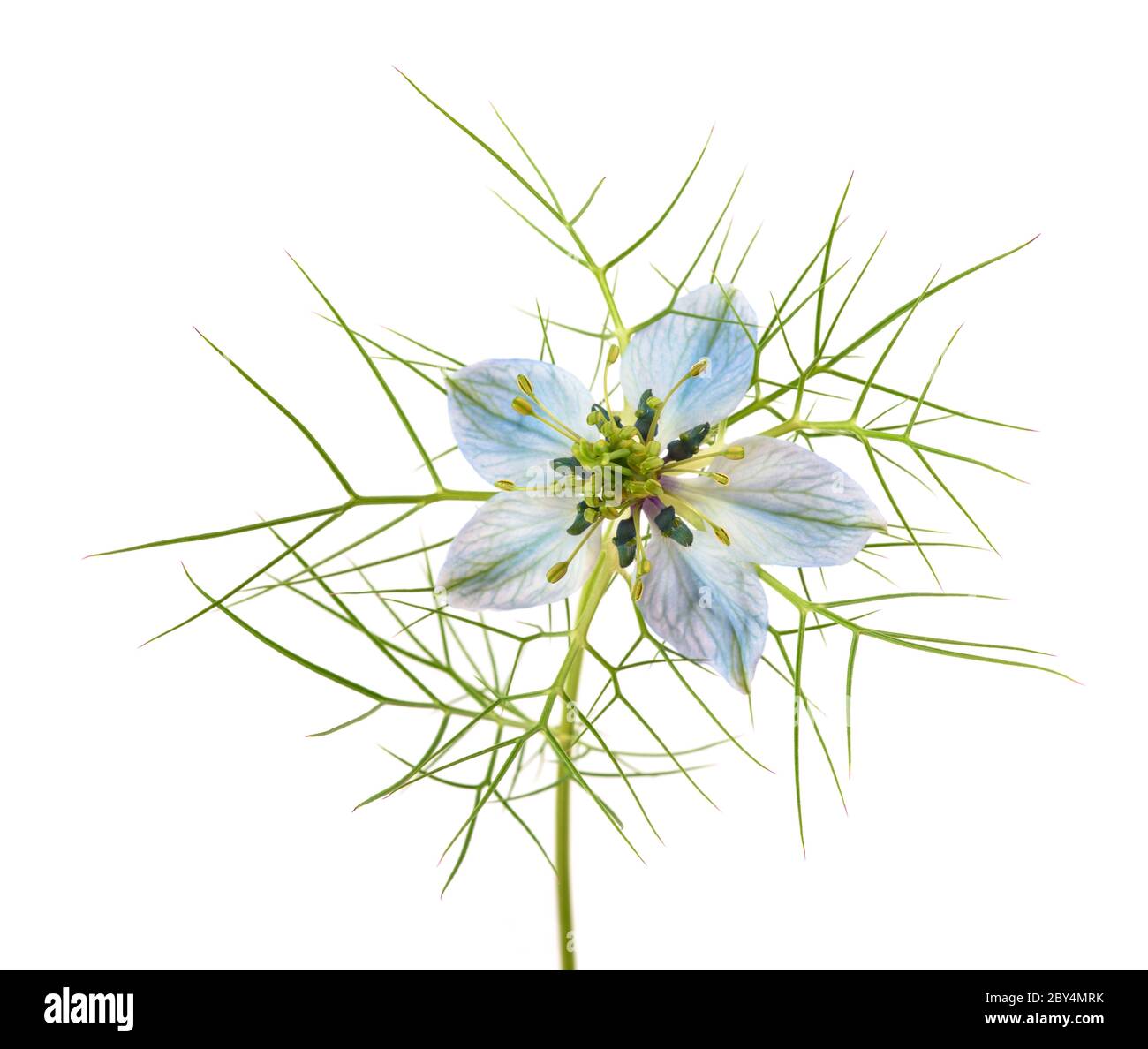 Amour dans une fleur de brume isolée sur blanc Banque D'Images