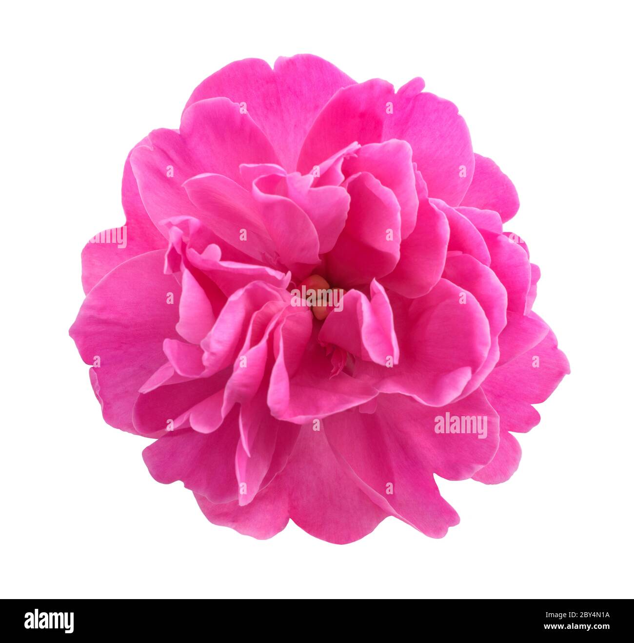 Fleur de pivoine isolée sur fond blanc Banque D'Images