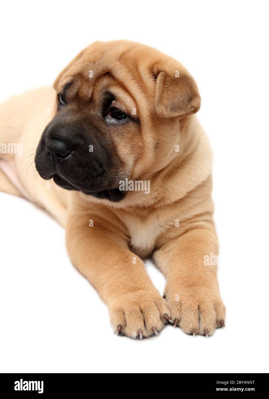 chiot de Shar pei Banque D'Images