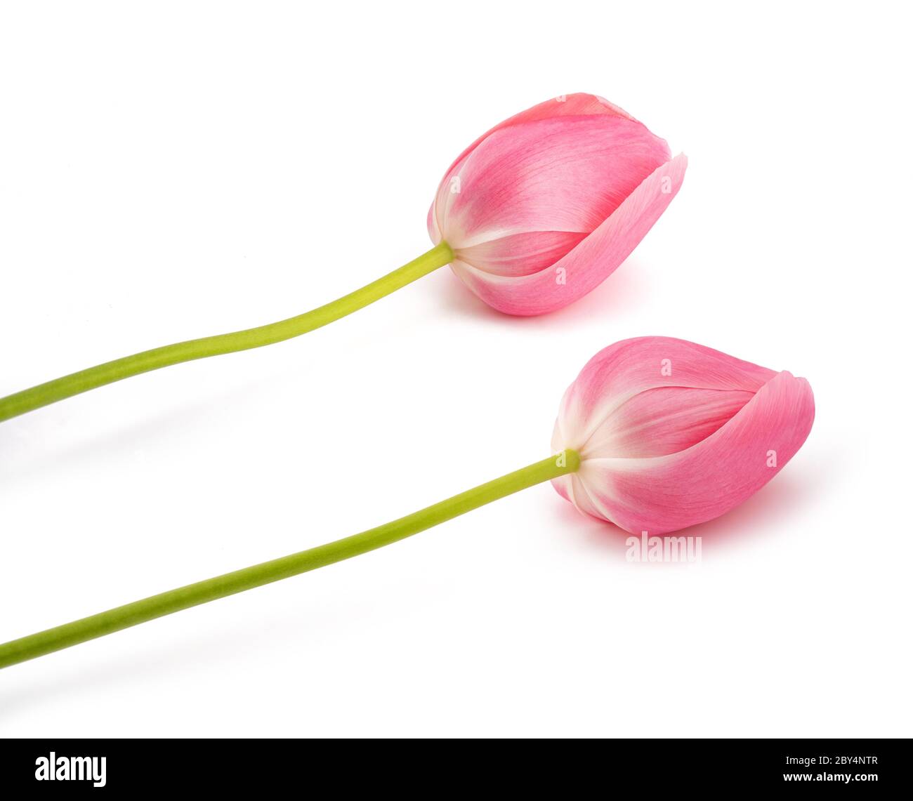 Fleurs roses tulipes isolées sur fond blanc Banque D'Images