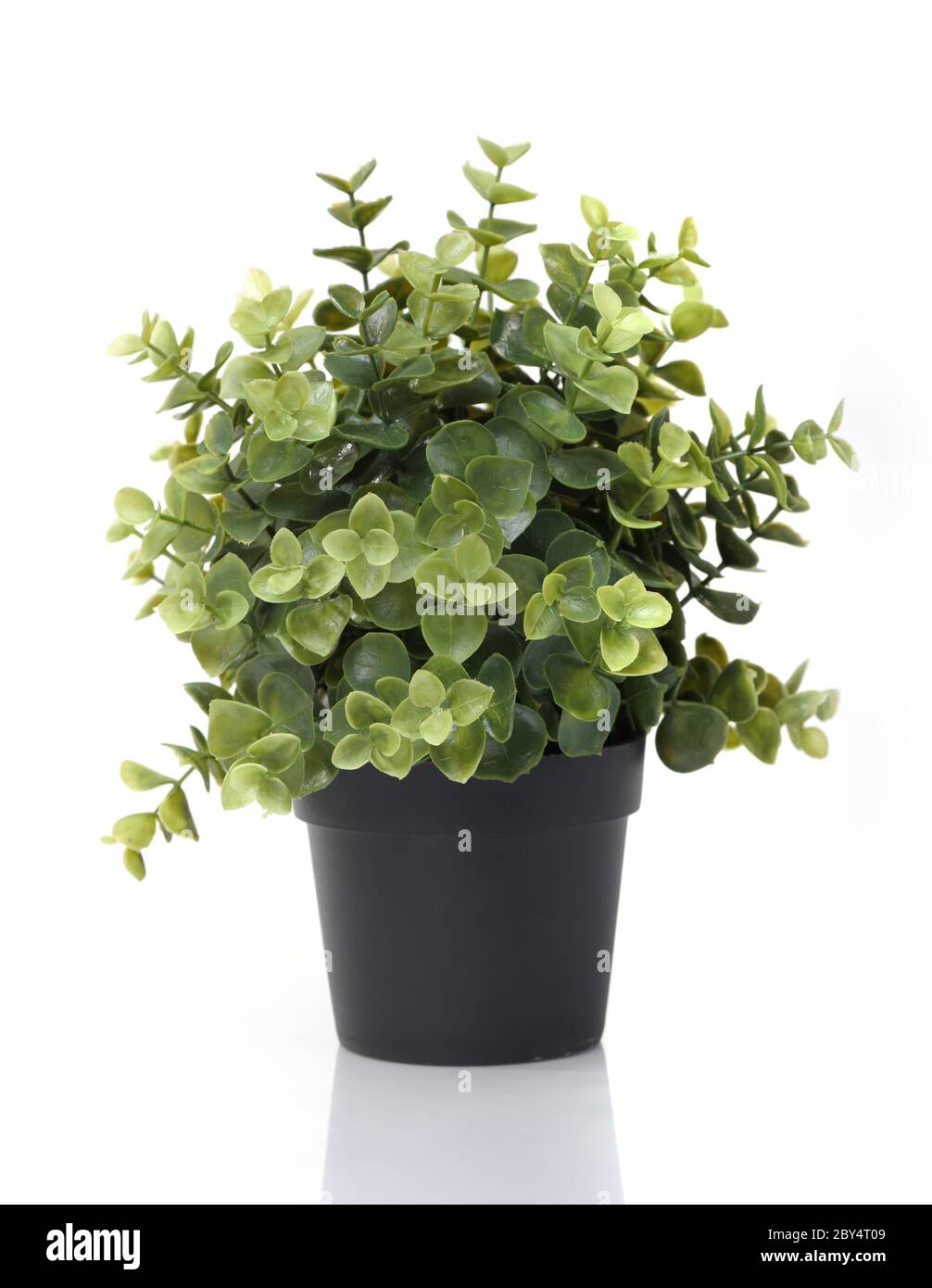 Accueil plante en pot Banque D'Images