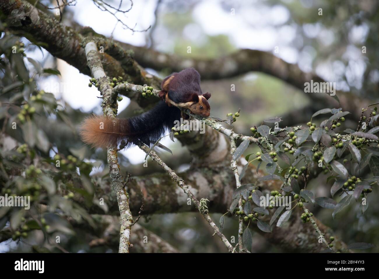 MALABAR écureuil géant appréciant les berrys de baniyan arbre dans très proche cadre magnifique. Banque D'Images