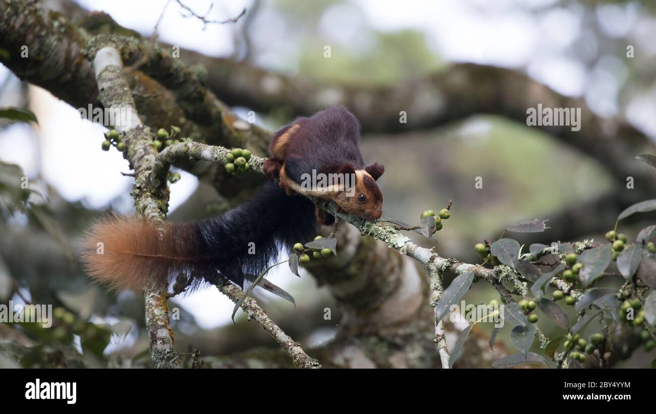 MALABAR écureuil géant appréciant les berrys de baniyan arbre dans très proche cadre magnifique. Banque D'Images