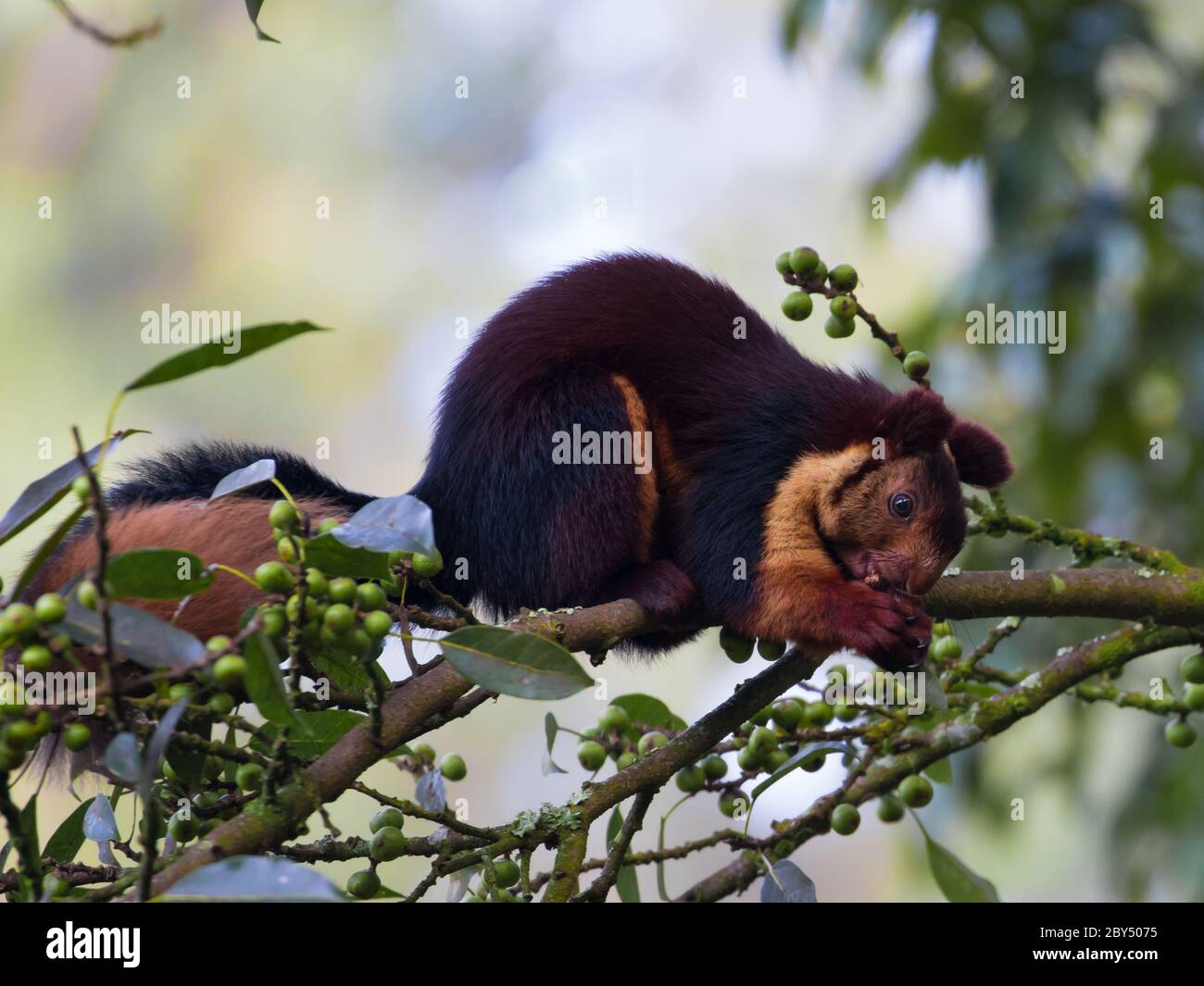 MALABAR écureuil géant appréciant les berrys de baniyan arbre dans très proche cadre magnifique. Banque D'Images