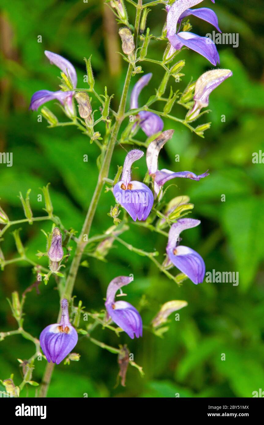 Une belle fleur tropicale pourpre de Brilantaisia owariensis membre de la famille Acanthus Acanthus Banque D'Images