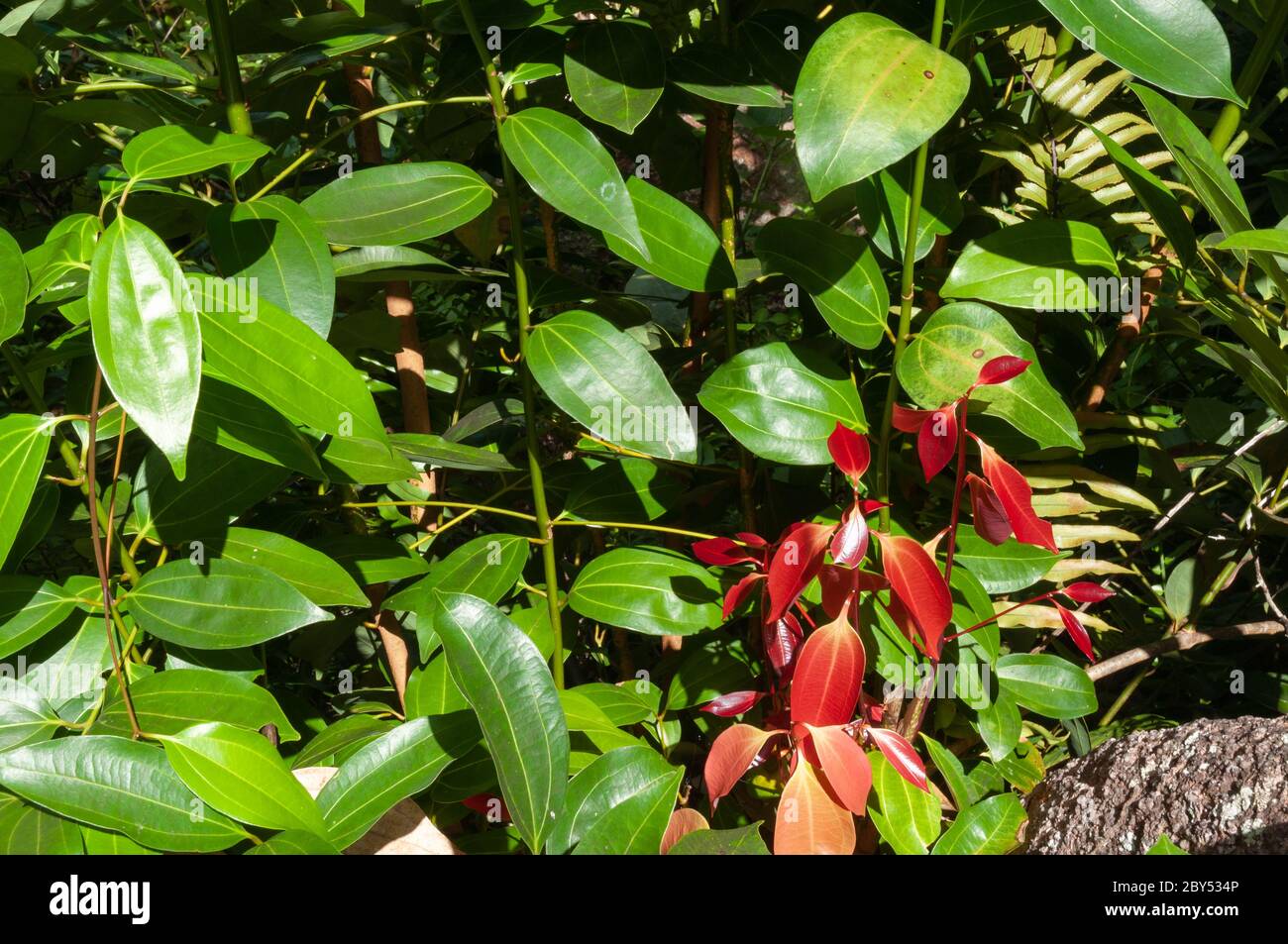 Jeunes feuilles de cannelle vertes et rouges (Cinnamomum verum) Banque D'Images