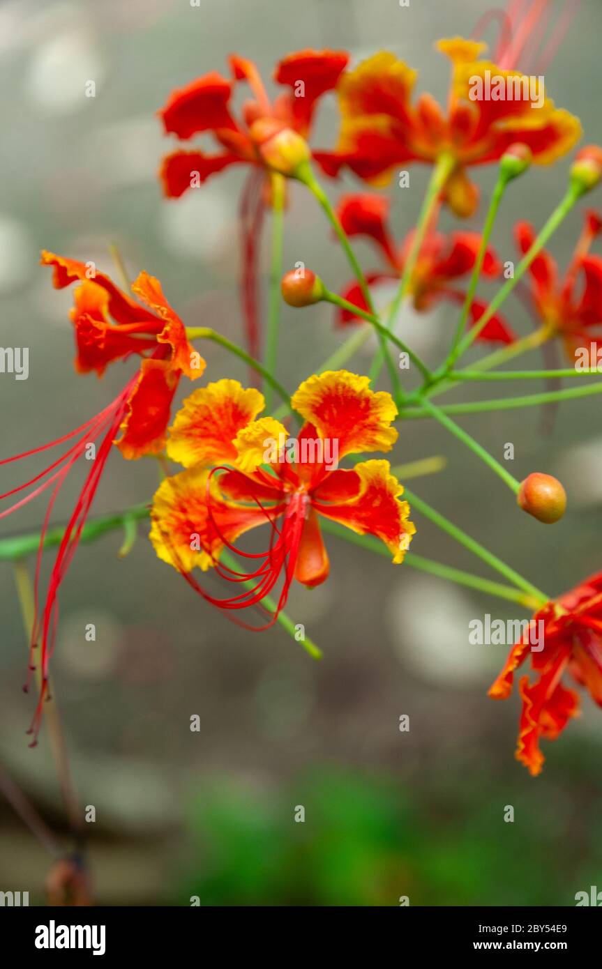 Fleurs tropicales rouges fleurs de paon (Caesalpinia pulcherrima) Banque D'Images