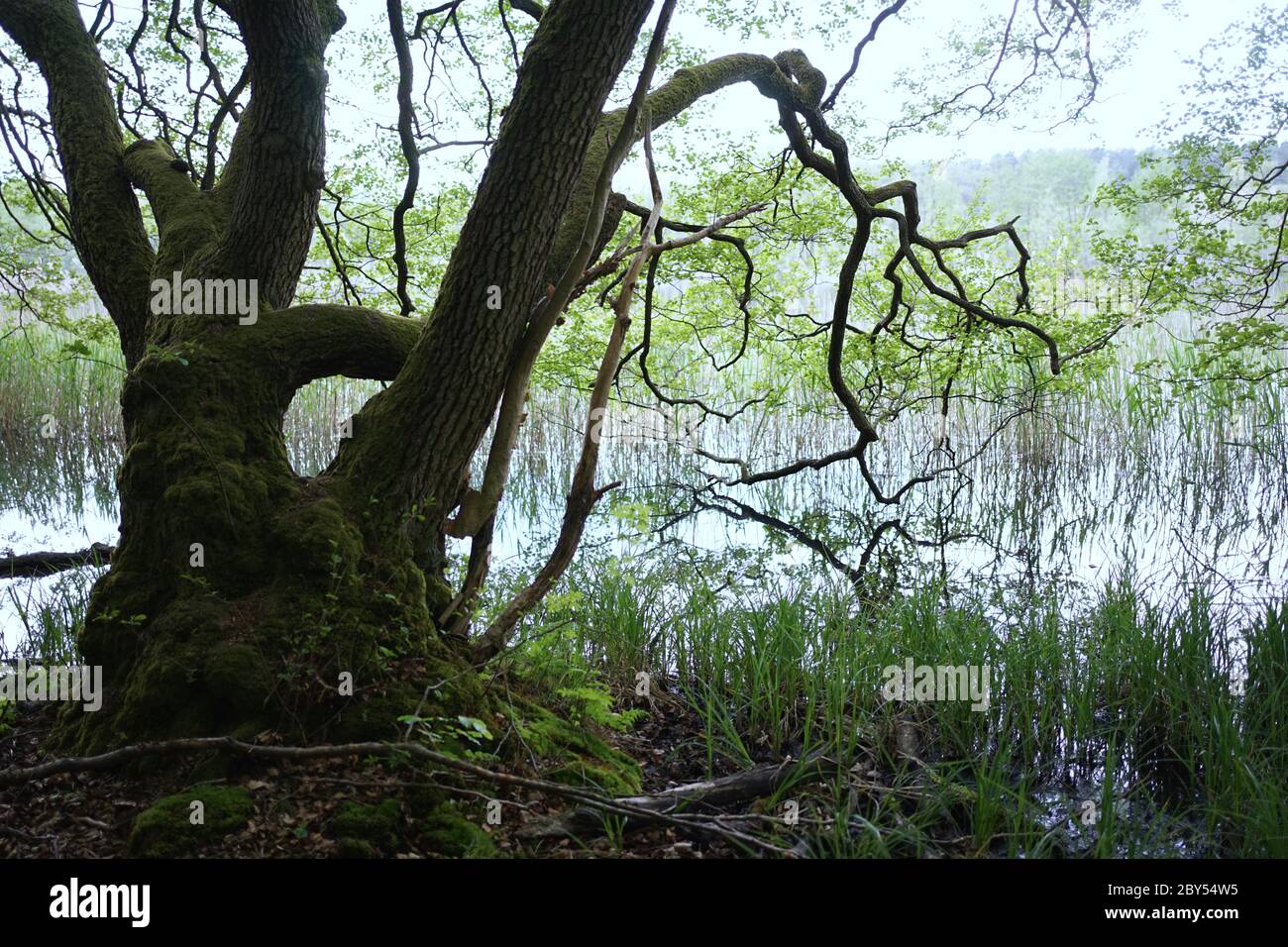 Les arbres de l'aulne cultivés en mousse sont dans la zone de conservation Feldberger Seenlandschaft. Banque D'Images