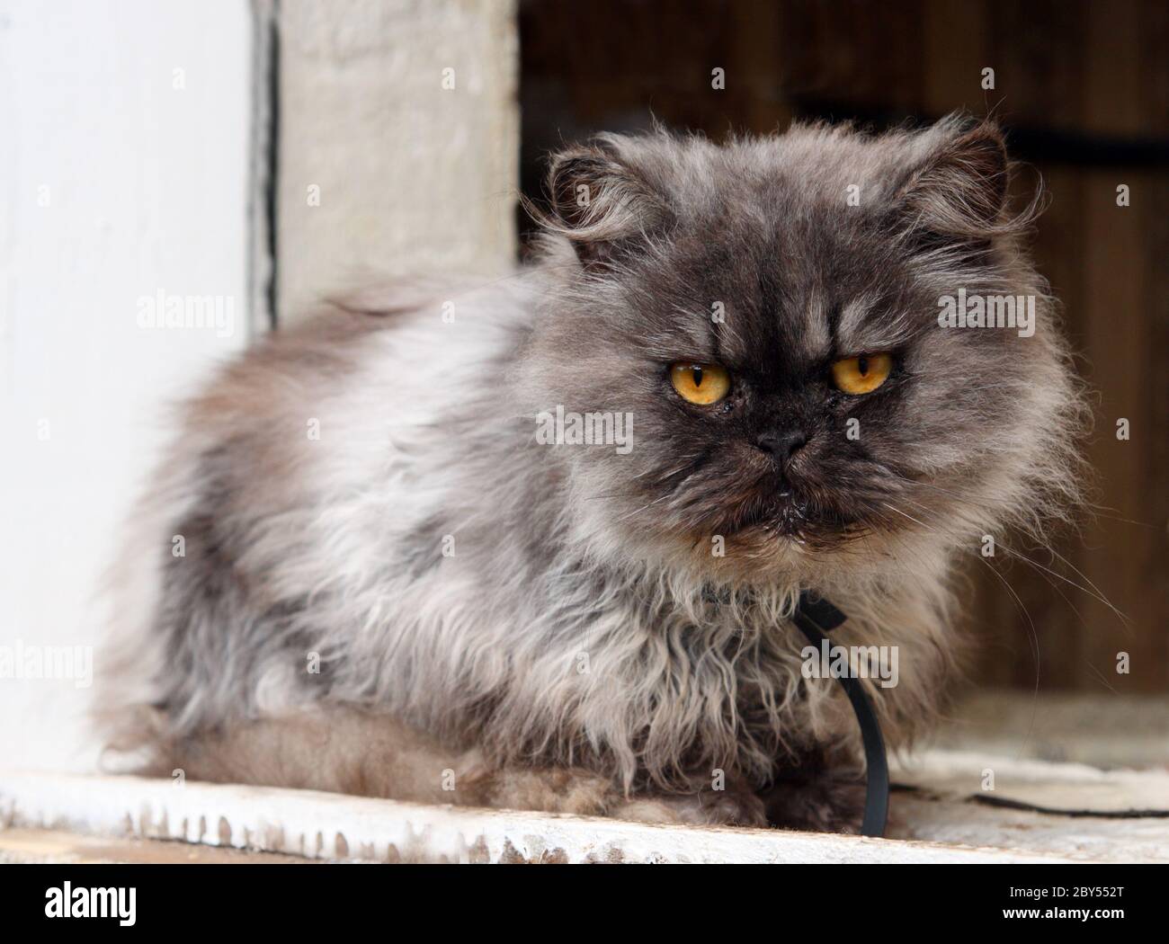 Chat persan sur la fenêtre Banque D'Images