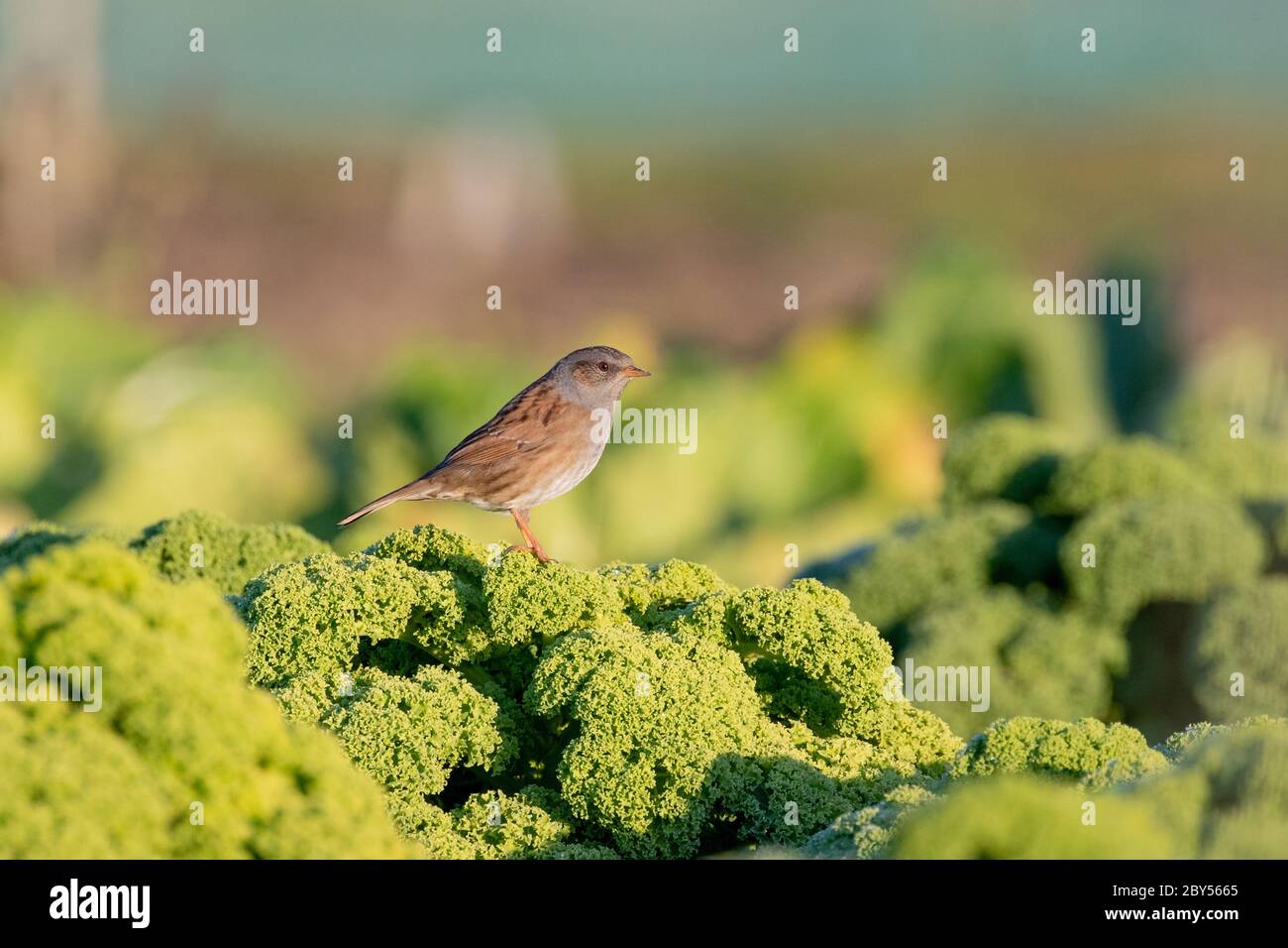 Dunnock (Prunella modularis), perché sur le chou dans un potager dans une zone rurale, pays-Bas Banque D'Images