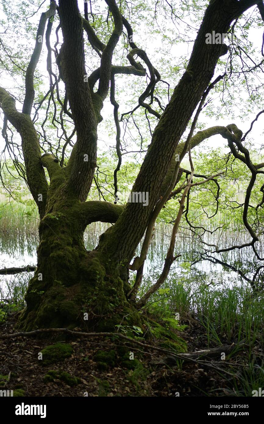 Les arbres de l'aulne cultivés en mousse sont dans la zone de conservation Feldberger Seenlandschaft. Banque D'Images