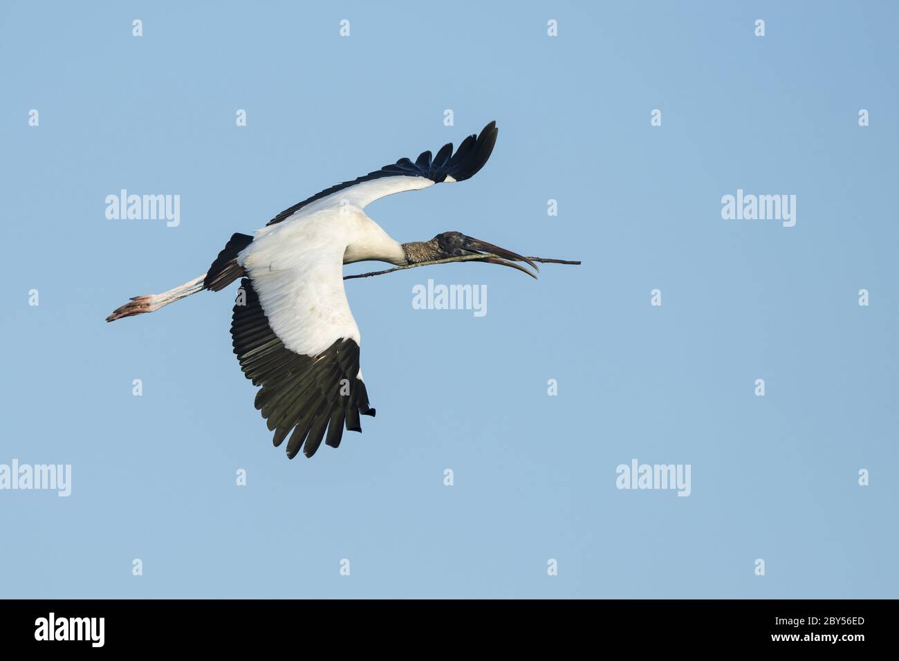 American Wood ibis (Mycteria americana), en vol avec matériel de nidification, Etats-Unis, Floride Banque D'Images