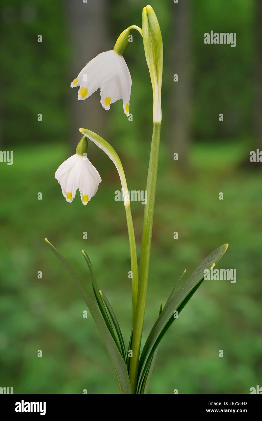 Printemps Leucojum vernum (flocon), la floraison, l'Allemagne, la Bavière Banque D'Images