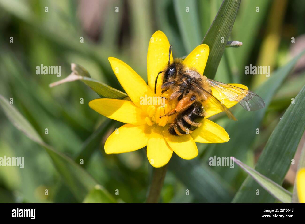 Abeille minière à pattes jaunes, abeille minière à pattes jaunes (Andena flavipes), femelle visitant une fleur de célandine moindre, Ranunculus ficaria, Allemagne Banque D'Images