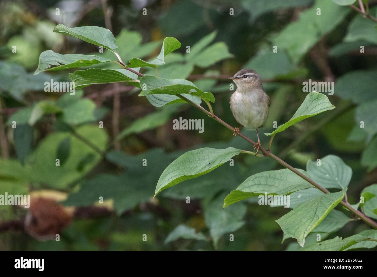 Paruline sombre (Phylloscopus fuscatus), perchée dans un brousse, pays-Bas, Hollande-Méridionale Banque D'Images