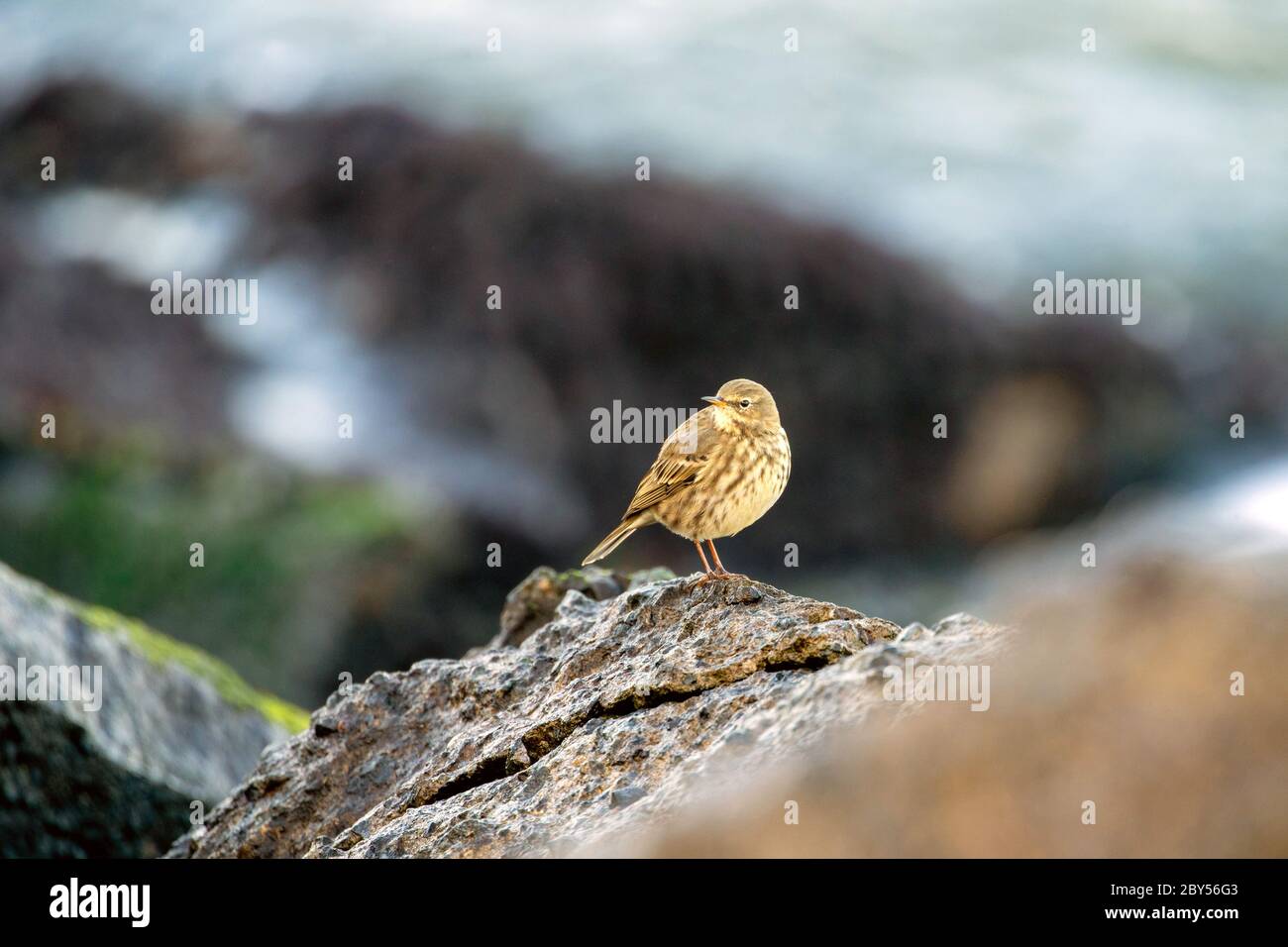 Pitpit de roche (Anthus petrosus), sur un brise-vague, pays-Bas Banque D'Images