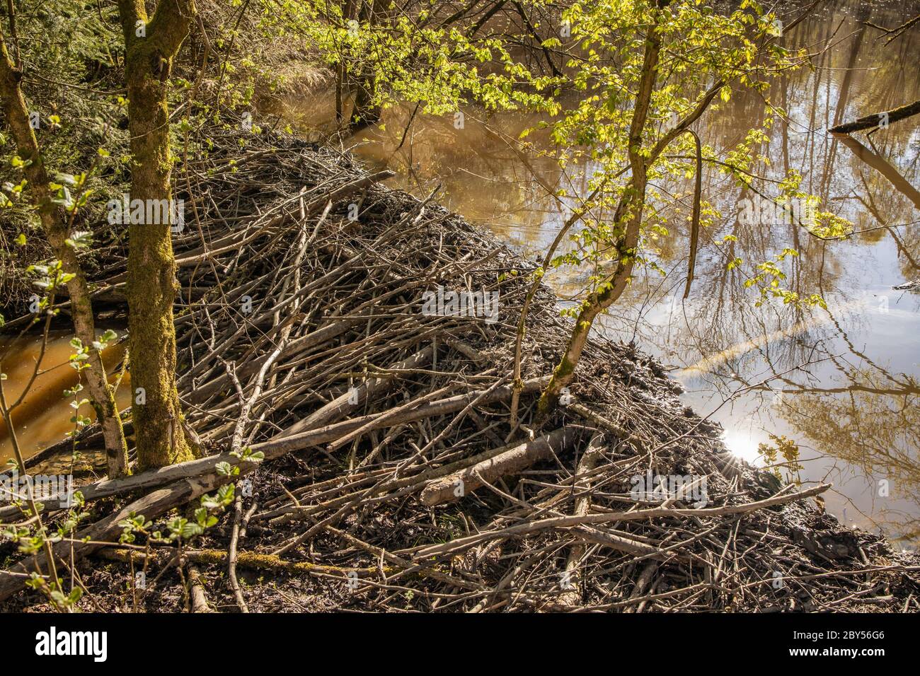 Castor eurasien, castor européen (fibre de Castor), grand ladge de castor qui impable le ruisseau forestier, Allemagne, Bavière, Isental Banque D'Images