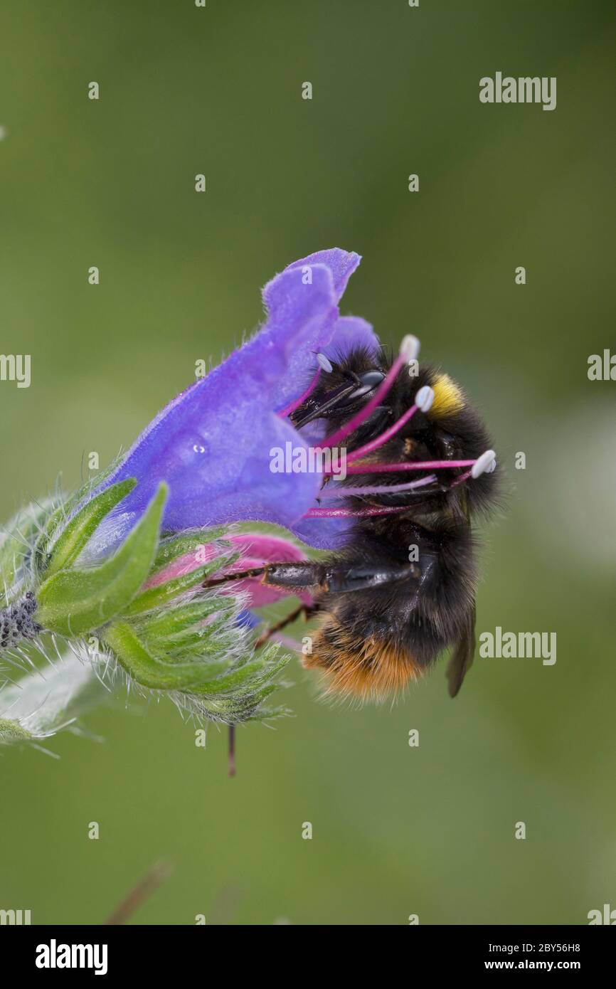 Abeille précoce (Bombus pratorum, Pyrobombus pratorum), femelle visitant une fleur de blueweed, Echium vulgare, Allemagne Banque D'Images