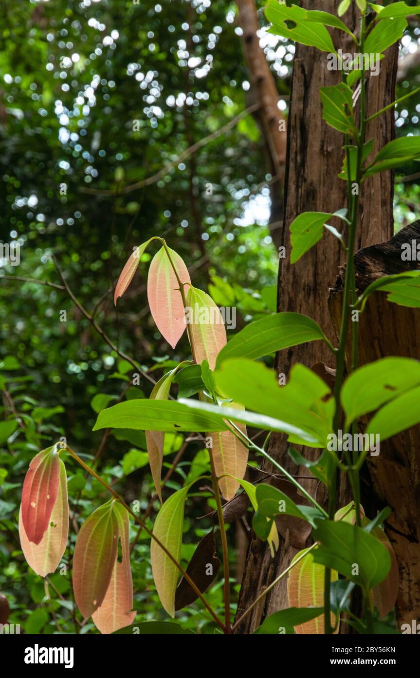 Jeunes feuilles vertes et rouges de cannelle (Cinnamomum verum), Seychelles Banque D'Images