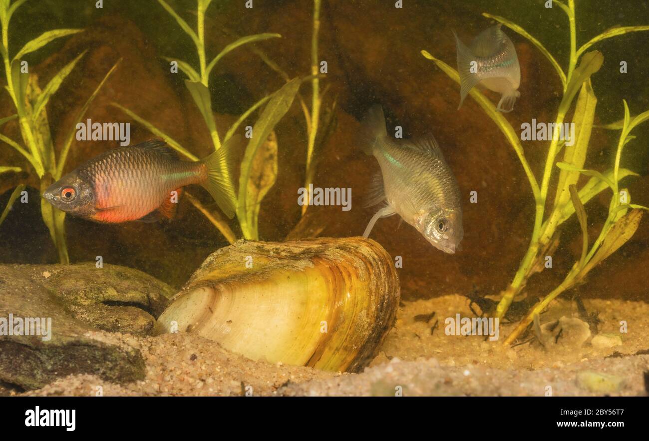 Mortade (Rhodeus amarus, Rhodeus sericeus, Rhodeus sericeus amarus), femelle pontant des œufs dans une moule, mâle attendant le frai, Allemagne Banque D'Images