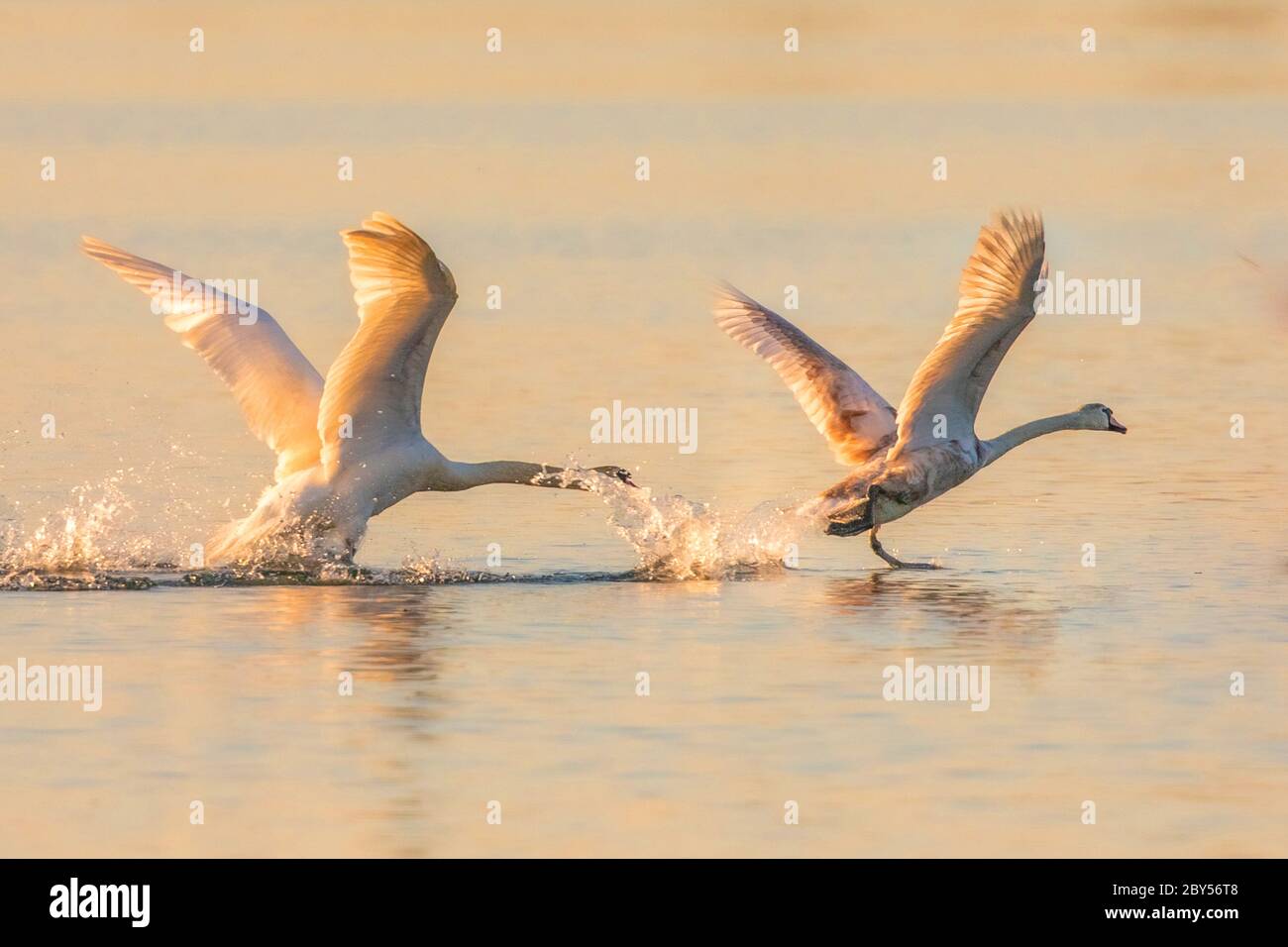 Mute Swan (Cygnus olor), combat les mâles dans la lumière du soir, Allemagne, Bavière, lac Chiemsee Banque D'Images
