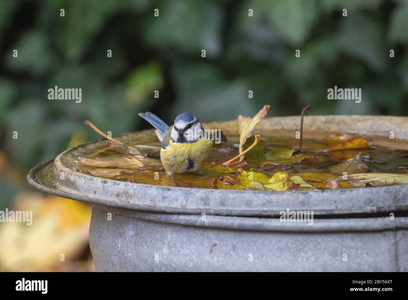 Bleu dîme (Parus caeruleus, Cyanistes caeruleus), prenant un bain dans un ornement de cour à l'automne, pays-Bas Banque D'Images