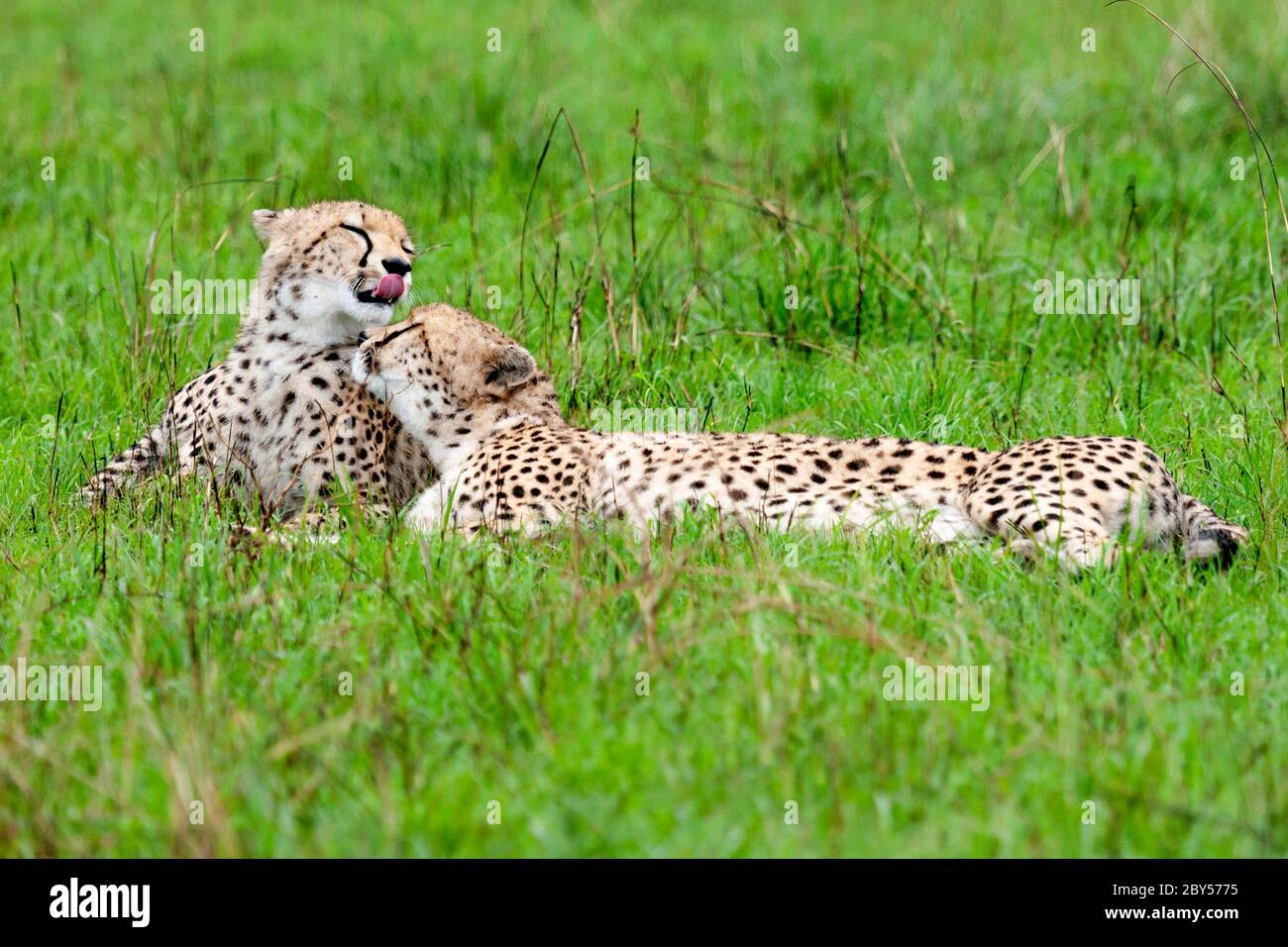 cheetah (Acinonyx jubatus), deux cheetahs se trouvent ensemble sur l'herbe dans la savane et la cuddling, Kenya, parc national de Masai Mara Banque D'Images