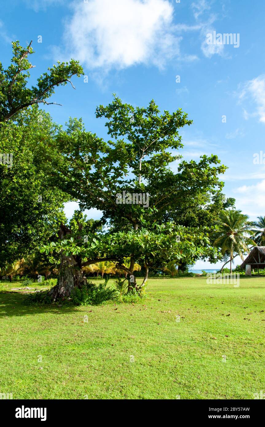 Arbre tropical vert : amande de mer (Terminalia catappa), Seychelles Banque D'Images