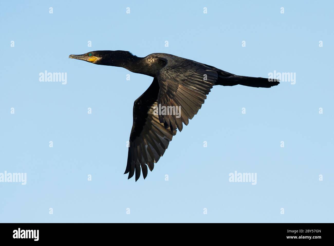 Cormorant néotrope (Phalacrocorax brasilianus, Phalacrocorax olivaceus), adulte en vol, États-Unis, Texas, comté de Galveston Banque D'Images