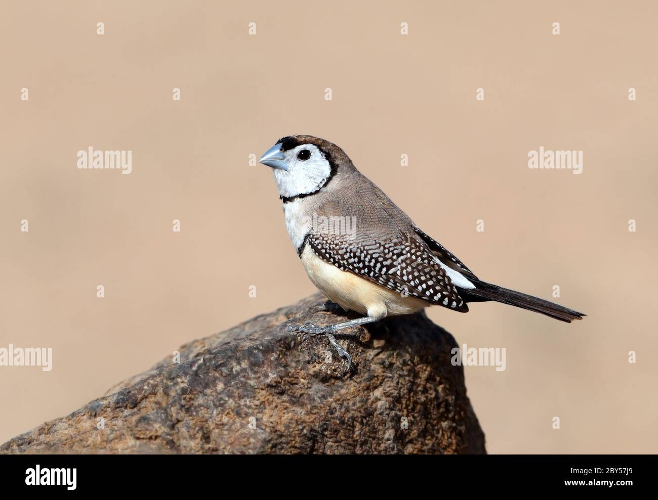 Finch à double barré (Taeniopygia bichenovii, Stizoptera bichenovii), assis sur un rocher, Australie, Queensland, Cumberland Banque D'Images